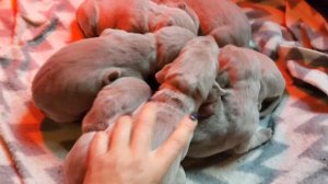 Cuccioli Weimaraner maschi femmine in vendita