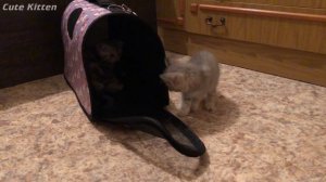 КУПИЛИ второго КОТЁНКА! Первая встреча и знакомство КОТЯТ