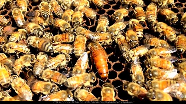 Зачем пчёлам нужна матка? смотреть онлайн