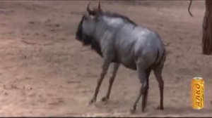 ЖИВОТНЫЕ СЪЕЛИ ЗАБРОДИВШИЕ ФРУКТЫ И ВОТ ЧТО ПРОИЗОШЛО..