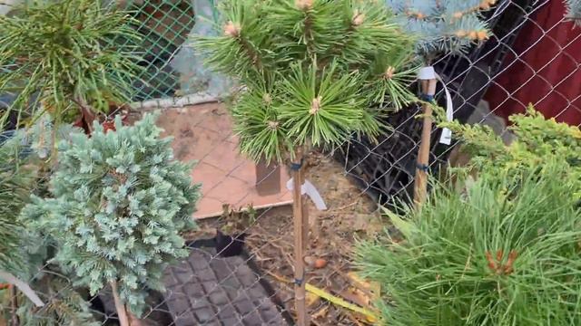 Редкие хвойные и не только.. Продажа хвойных почтой.Новинки в ваш сад.