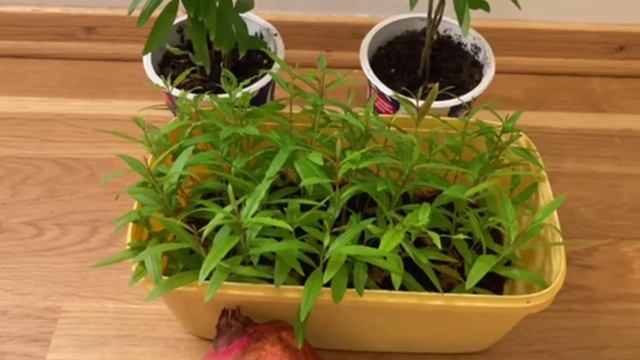 Як виростити ГРАНАТ із насіння смотреть онлайн