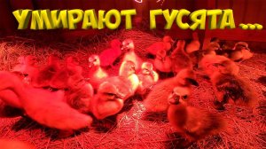 Беда пришла!  Гусята умирают ... [Жизнь в деревне]