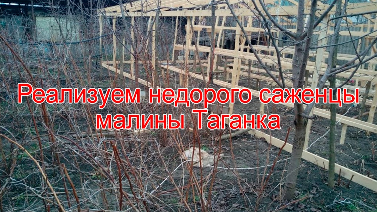 Реализуем недорого саженцы малины Таганка.