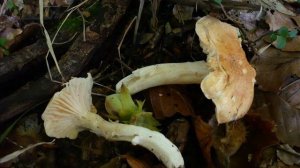 Hygrophorus lindtneri