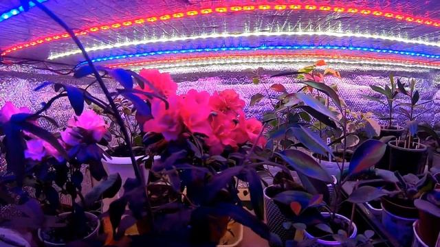 Обзор МИНИ ТЕПЛИЧКИ для выращивания и досвечивания растений смотреть онлайн