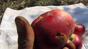 Сорт яблок Лигол