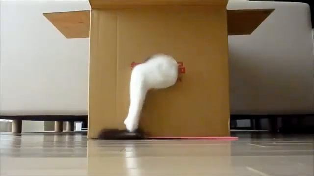 Кот из коробки смотреть онлайн