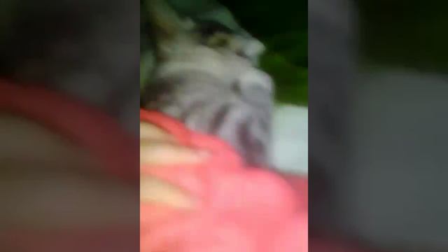 Как усыпить кошку смотреть онлайн