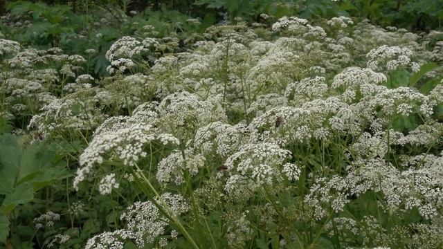 Сныть гудит от пчел смотреть онлайн