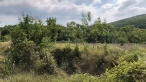 Два упражнения для КАМЕНОГО СТОЯКА по утрам