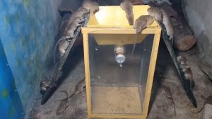 Мышеловка Самодельная /Мышеловка ловит много крыс/Мышеловка 2020