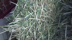 Кролики великаны (гиганты). Кролиководство в США