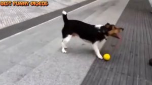 Смешное видео про собак. Funny dogs. Смешные ролики о