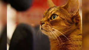 Абиссинская кошка: описание, характеристики, 141 фото | 101kote.ru