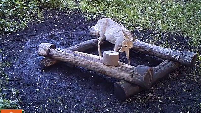 Косуля на солонце (№1) (HUNTING) смотреть онлайн