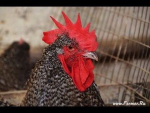 Гуковские куры. Взрослые куры в помещении