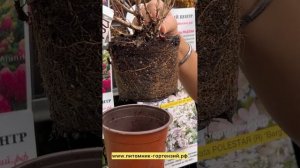 Гортензия метельчатая Полистар (Hydrangea paniculata Polestar) Полярная звезда. ☎️8-926-645-46-99