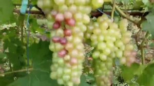 Сорта винограда Хэллоуин, Брависсимо, Басанти, Флагман, Зоренька, Фестиве 30 июля 2021 года.