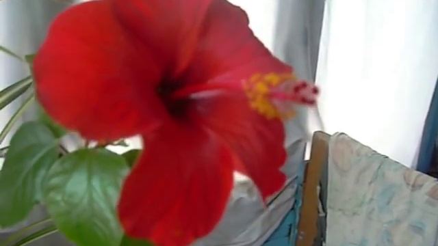 Комнатная китайская роза смотреть онлайн