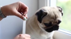 Как правильно заклеивать уши мопсу и зачем ⁄⁄ Correction shape of pug's ears
