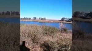 Охота на куропатку 2021г Воронежская область. Эпаньоль Бретон Дельта.