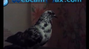 Я И ГОЛУБИ ЛЕТИ МОЯ ГОЛУБКА 2017