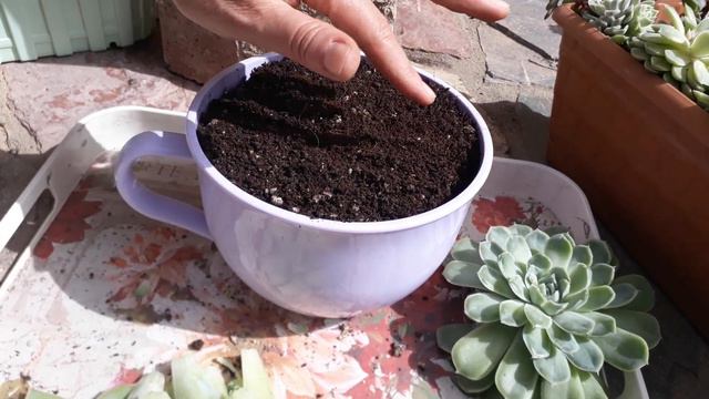 Echeveria Elegans bakımı . смотреть онлайн