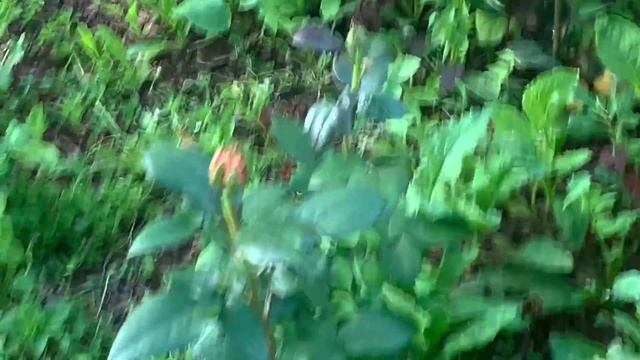 ДАЧНЫЙ ВЛОГ: КАК ПРОШЛО НАШЕ ЛЕТО/ДАЧА С АПРЕЛЯ ПО ОКТЯБРЬ смотреть онлайн