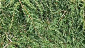 Tsuga canadensis 'Cole's Prostrate' Dwarf Spreading Hemlock 10-29-2020