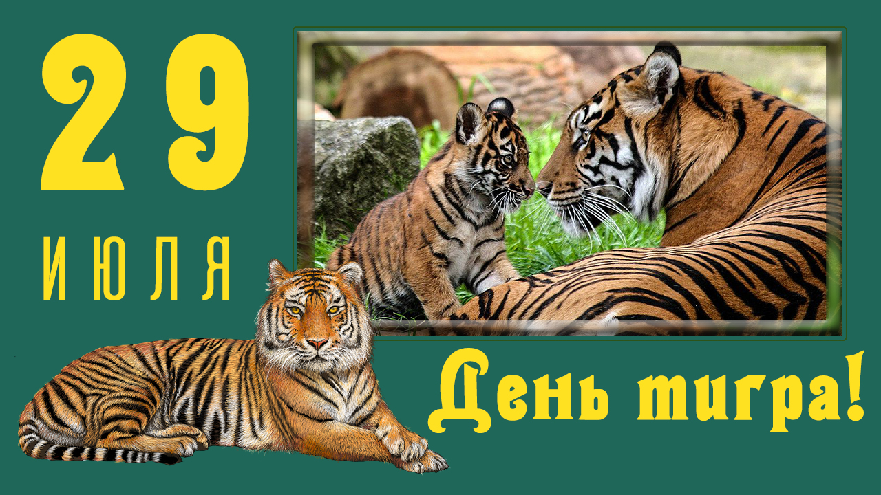 29 июля. Международный день тигра. Красивое поздравление с днём тигра.