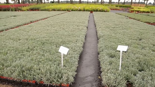 Лаванда срібний туман смотреть онлайн