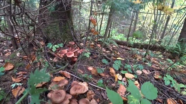 По грибы Пермь 15 сент 2018г (1часть) Опята, подосиновики, зимние грибы