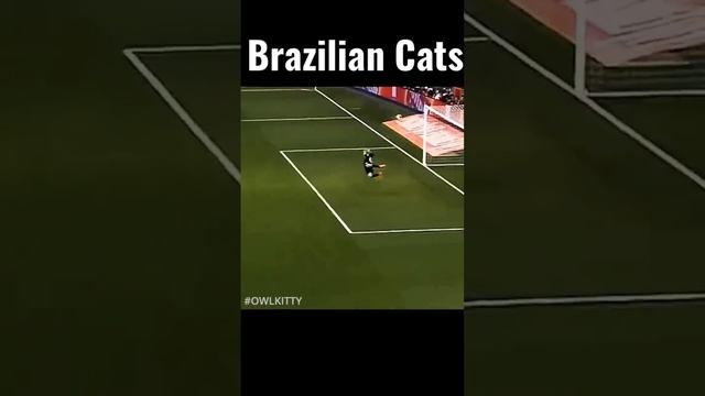 Brazilian Cat