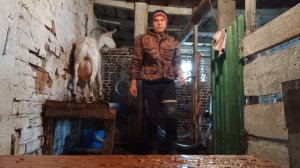 Дойка коз доильным аппаратом.