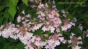 Кольквиция прелестная. Краткий обзор, описание характеристик, где купить саженцы kolkwitzia amabili