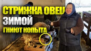 Стрижка овец зимой. Обработка копыт мрс.