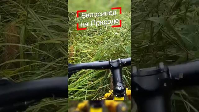 #фэтбайк #bike #fatbike #velofatbike #велосипед #природа #велоспорт #велопоход #велопутешествие