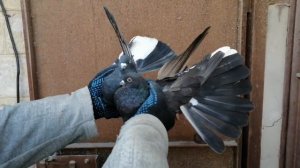 ГОЛУБИ ЛОЗОВАТСКОГО 9 марта 2024г. ТЕЛ.050 707 57 21РЯ