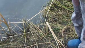 Ловля Карася на Закидушку ( 2 Карася в Луже)