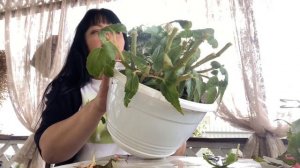 6 сентября как сохранить беликонии и когда взять черенки