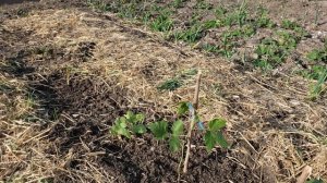 Сорт малины Пшехиба. Сажаю саженцы.