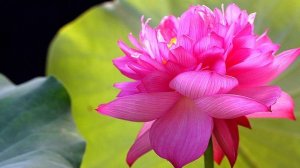 Управление своими тонкими органами чувств в любой стрессовой ситуации.