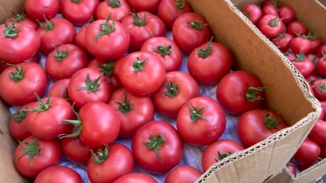 Цены Привоз Опт 12.07.2022 вечер смотреть онлайн