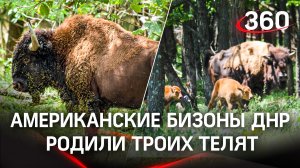 Американские бизоны под Донецком родили троих телят