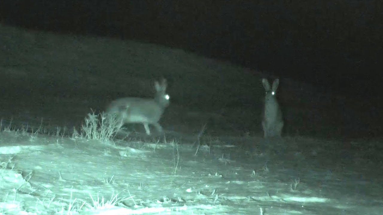 Заяц ночью завлекает зайчиху / Hare lures a female at night смотреть онлайн