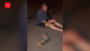 Избивший до смерти собаку мужчина объяснил свой поступок