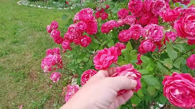 Пышное цветение канадской розы Александр Маккензи смотреть онлайн