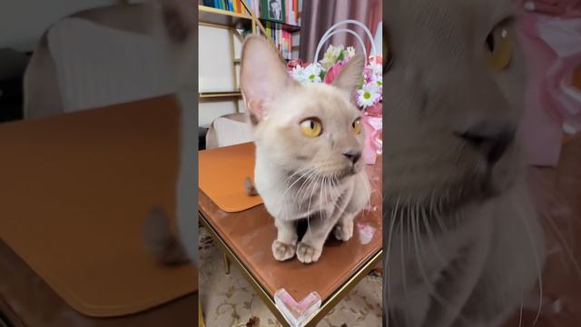 Девочки-выпускницы. Смотрите до конца! Красота глаз, грации и интереса к людям безгранична. 27.09.2 смотреть онлайн