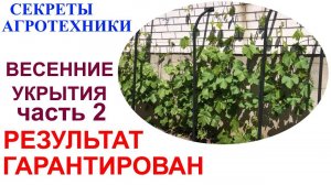 Результат применения весенних укрытий для винограда или Зачем этот мужик режет плёнки.